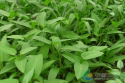 空心菜种植,从播种到收获的实用指南”